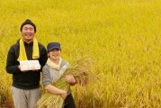 水稻解决了日本(日本水稻之父帮助中国种水稻)