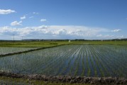 东北绿化水稻(东北地区种植水稻)
