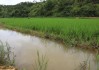 池塘水稻(水稻田池口)