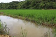池塘水稻(水稻田池口)