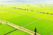 中国现代化水稻种植基地(中国现代化水稻种植基地在哪里)