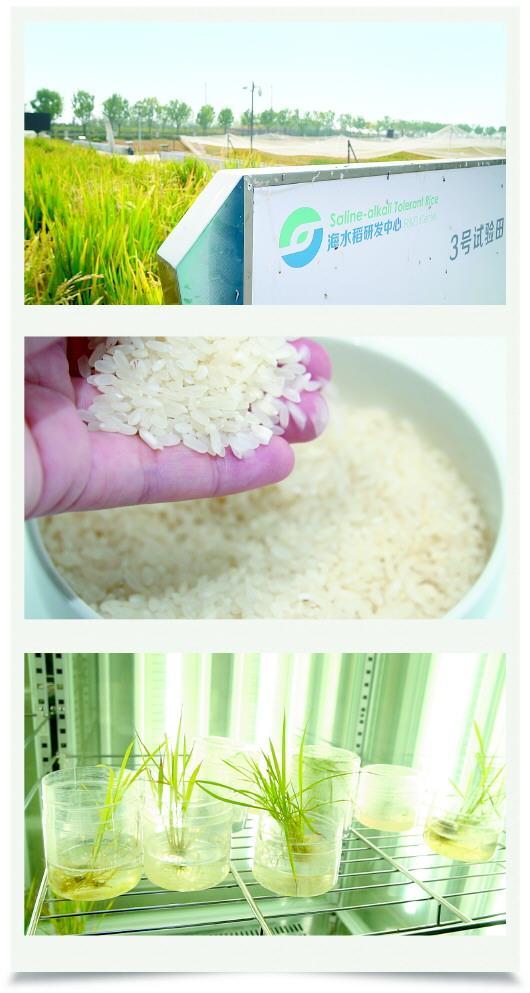 水稻营养成分和海水稻区别(海水稻的营养物质主要储存在哪)