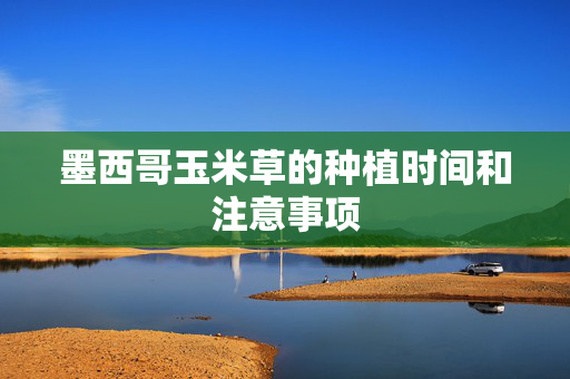 墨西哥玉米草的种植时间和注意事项
