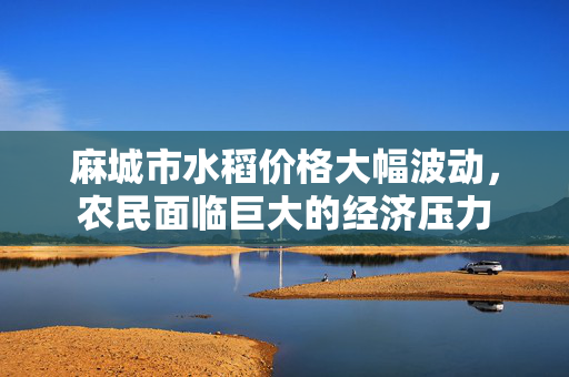 麻城市水稻价格大幅波动，农民面临巨大的经济压力