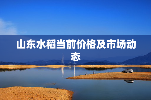 山东水稻当前价格及市场动态