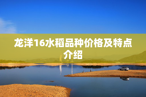 龙洋16水稻品种价格及特点介绍