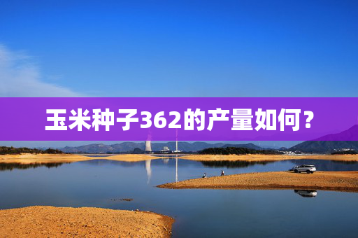 玉米种子362的产量如何？
