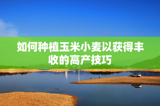 如何种植玉米小麦以获得丰收的高产技巧