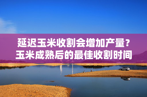 延迟玉米收割会增加产量？玉米成熟后的最佳收割时间
