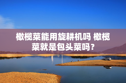 橄榄菜能用旋耕机吗 橄榄菜就是包头菜吗？