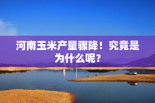 河南玉米产量骤降！究竟是为什么呢？