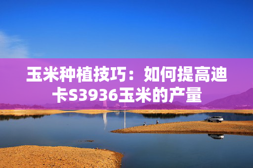 玉米种植技巧：如何提高迪卡S3936玉米的产量