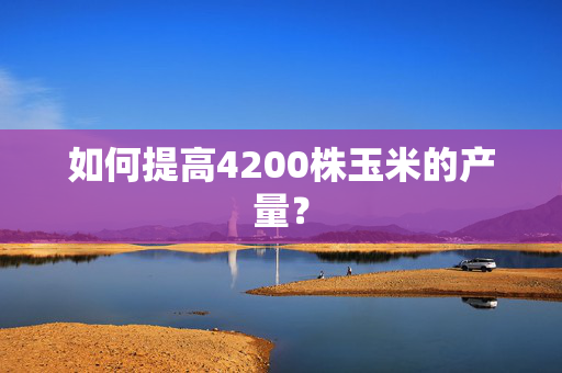 如何提高4200株玉米的产量？