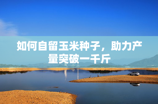 如何自留玉米种子，助力产量突破一千斤
