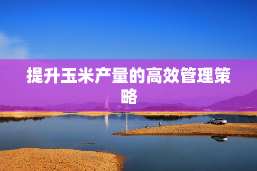 提升玉米产量的高效管理策略