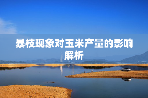 暴枝现象对玉米产量的影响解析