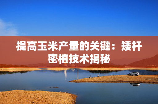 提高玉米产量的关键：矮杆密植技术揭秘