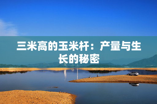 三米高的玉米杆：产量与生长的秘密