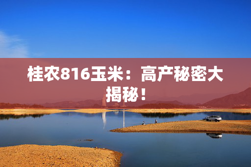 桂农816玉米：高产秘密大揭秘！