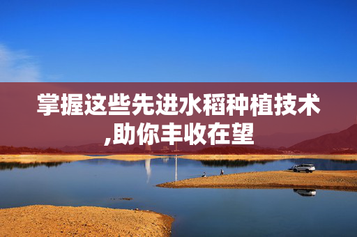 掌握这些先进水稻种植技术,助你丰收在望
