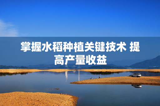掌握水稻种植关键技术 提高产量收益
