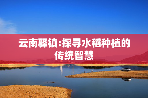 云南驿镇:探寻水稻种植的传统智慧