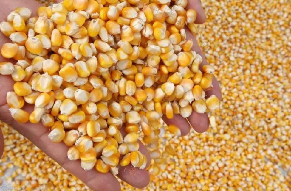 如何提高80亩地玉米产量？探究最佳种植技巧