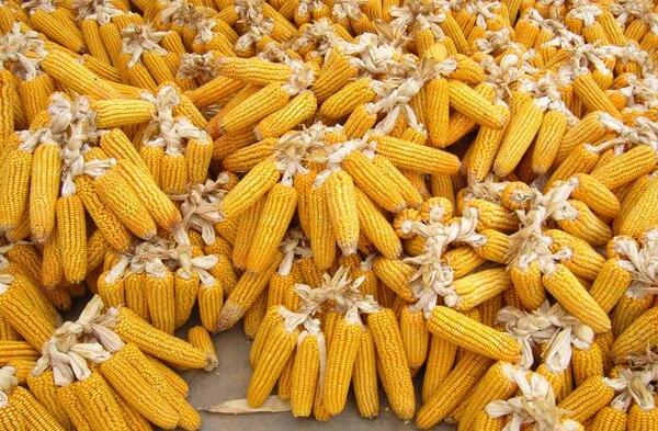 2018年中国玉米年产量分析,对农业经济的影响探讨