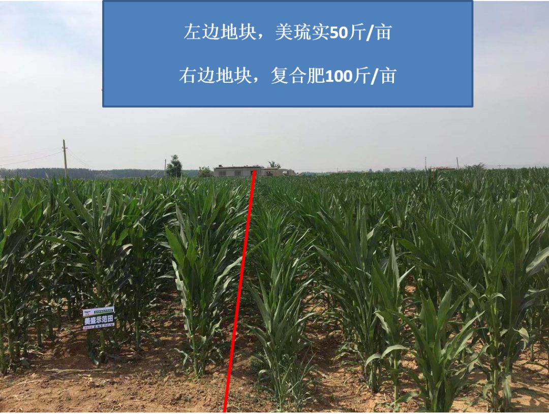 美可辛复合肥报价(美可辛复合肥多少钱一吨)