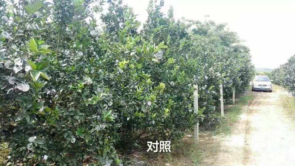 美可辛复合肥报价(美可辛复合肥多少钱一吨)
