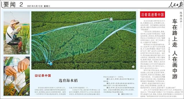 水稻营养成分和海水稻区别(海水稻的营养物质主要储存在哪)