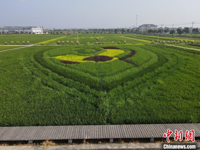 水稻主题雕塑(水稻雕塑图片大全大图)