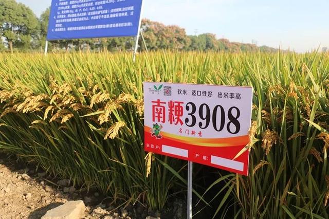 四川2019水稻品种审定(四川2020年水稻审定公告)