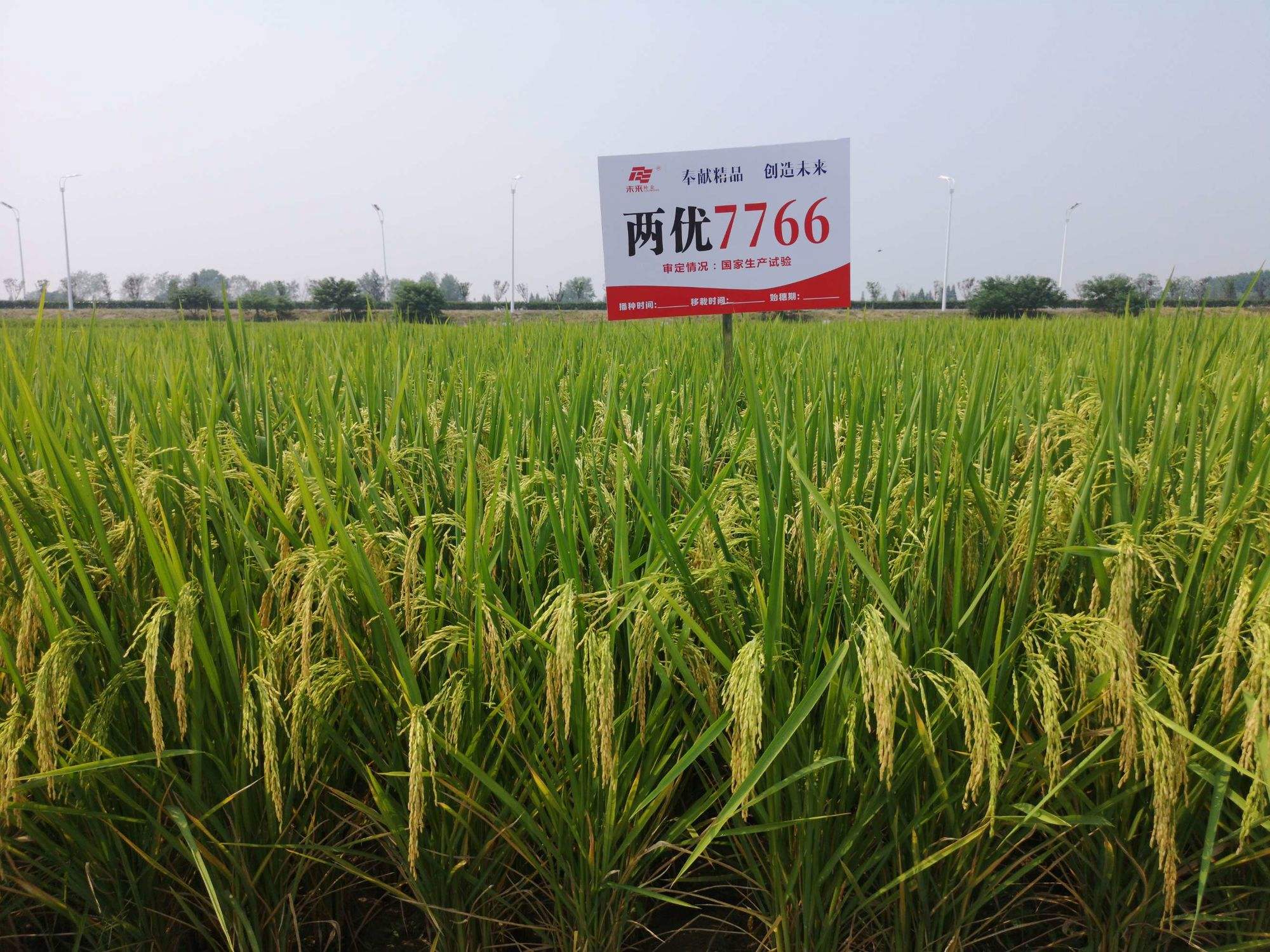 四川2019水稻品种审定(四川2020年水稻审定公告)