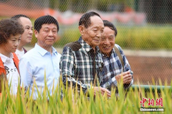 袁隆平水稻越南(袁隆平的海水稻叫什么)