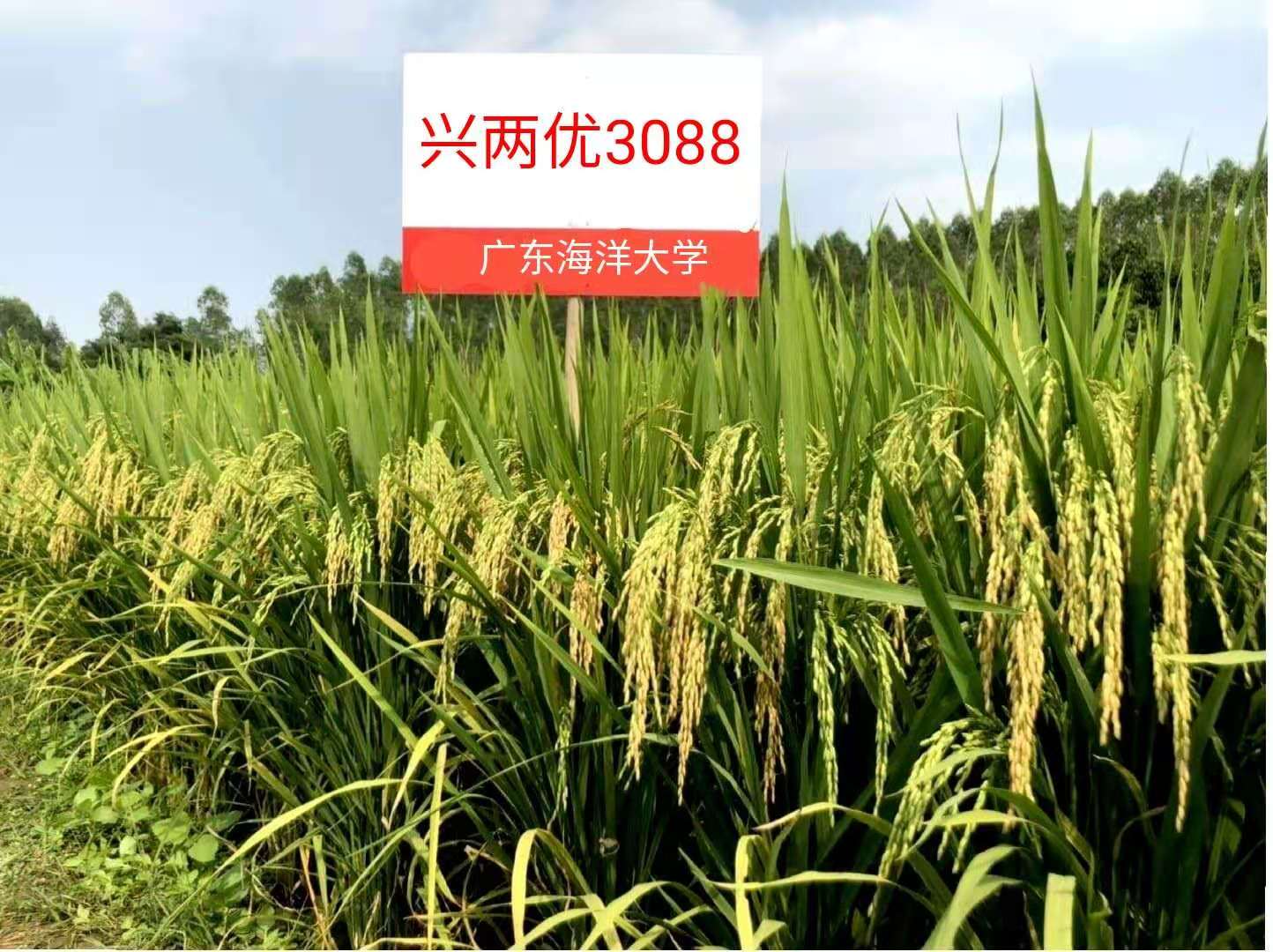 三系杂交水稻品种都有啥(三系杂交水稻制种的主要技术要点)