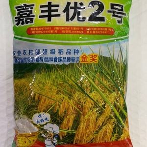 水稻特优919(水稻特优十是什么品种)