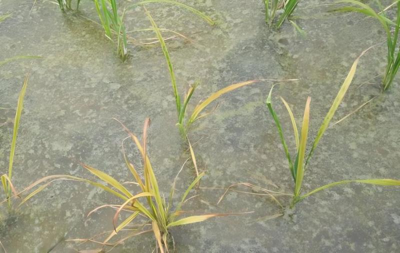 水稻移栽冻了怎么办(水稻秧苗冻坏了怎么办)