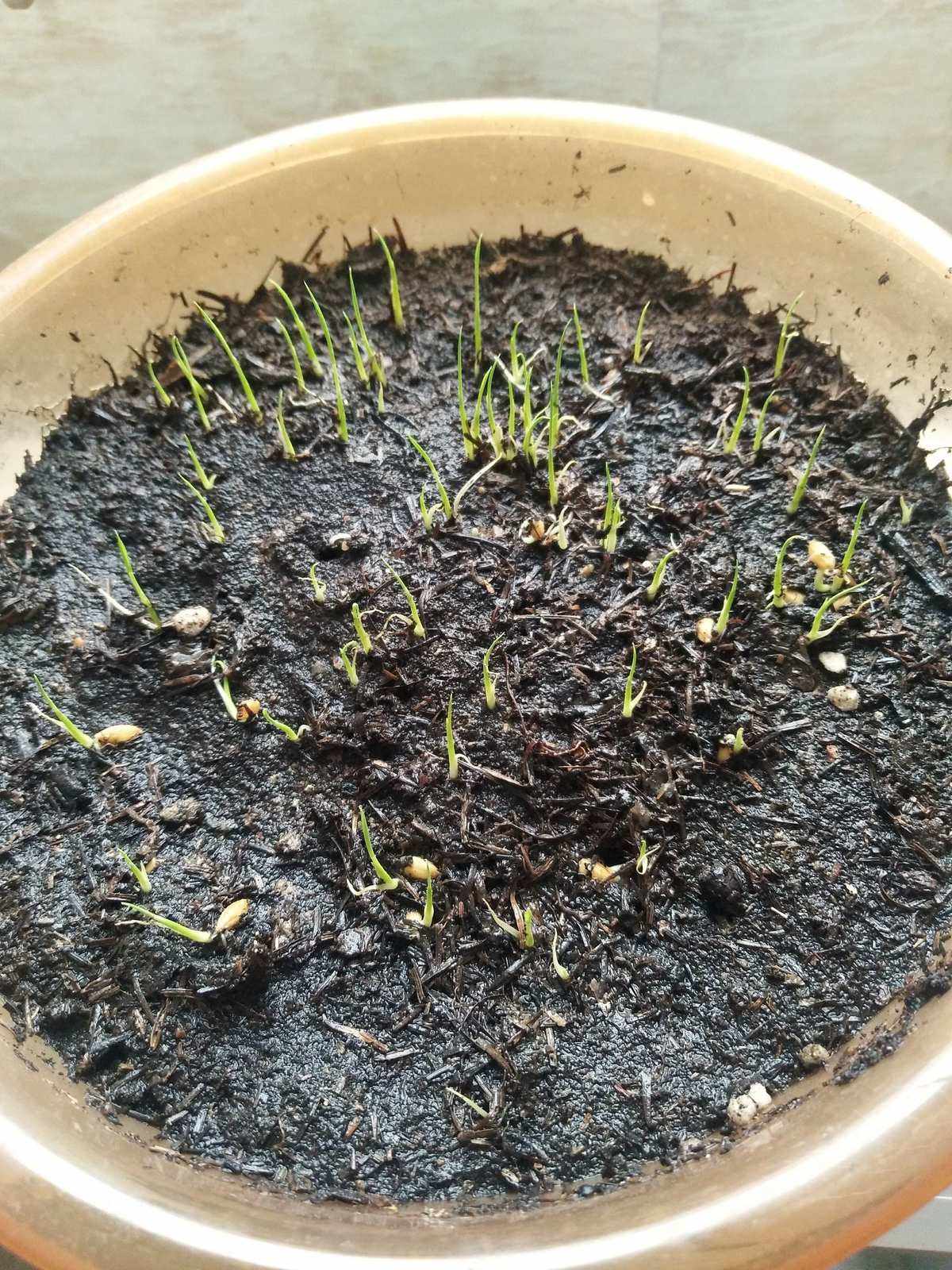 花盆养水稻(盆栽水稻种植步骤)