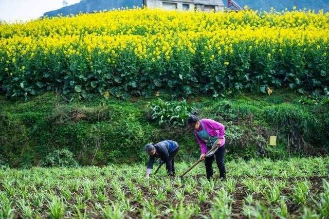 讷河种植水稻吗(讷河种子公司有哪些)