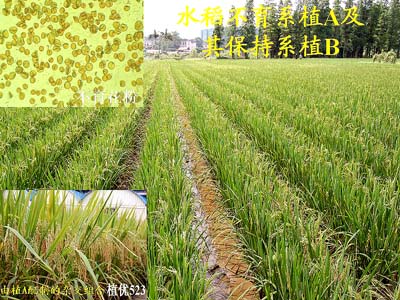 水稻不育的两种类型(水稻不育的两种类型有哪些)