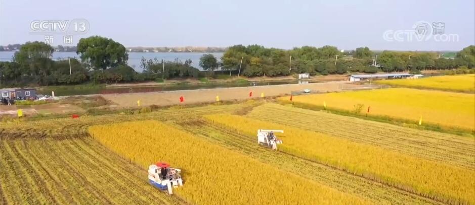 淮安水稻报告(淮安水稻2020价格)