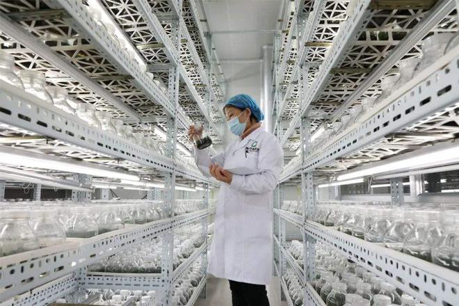 国有粮食企业服务功能丧失(国有粮食企业发展存在的问题及建议)