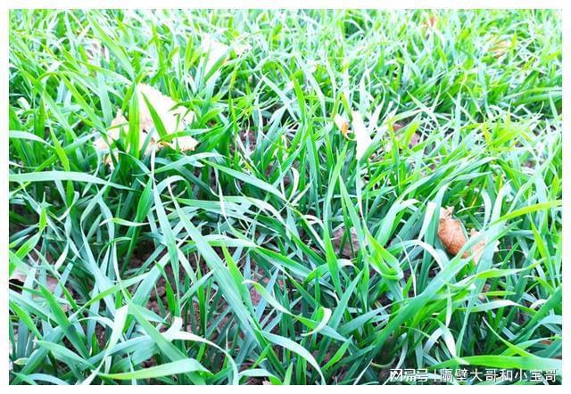 小麦拔节施复合肥(小麦拔节期使用复合肥好吗)