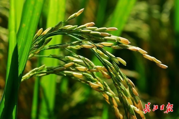 水稻发黄愿意(水稻有点偏黄撒什么肥料)