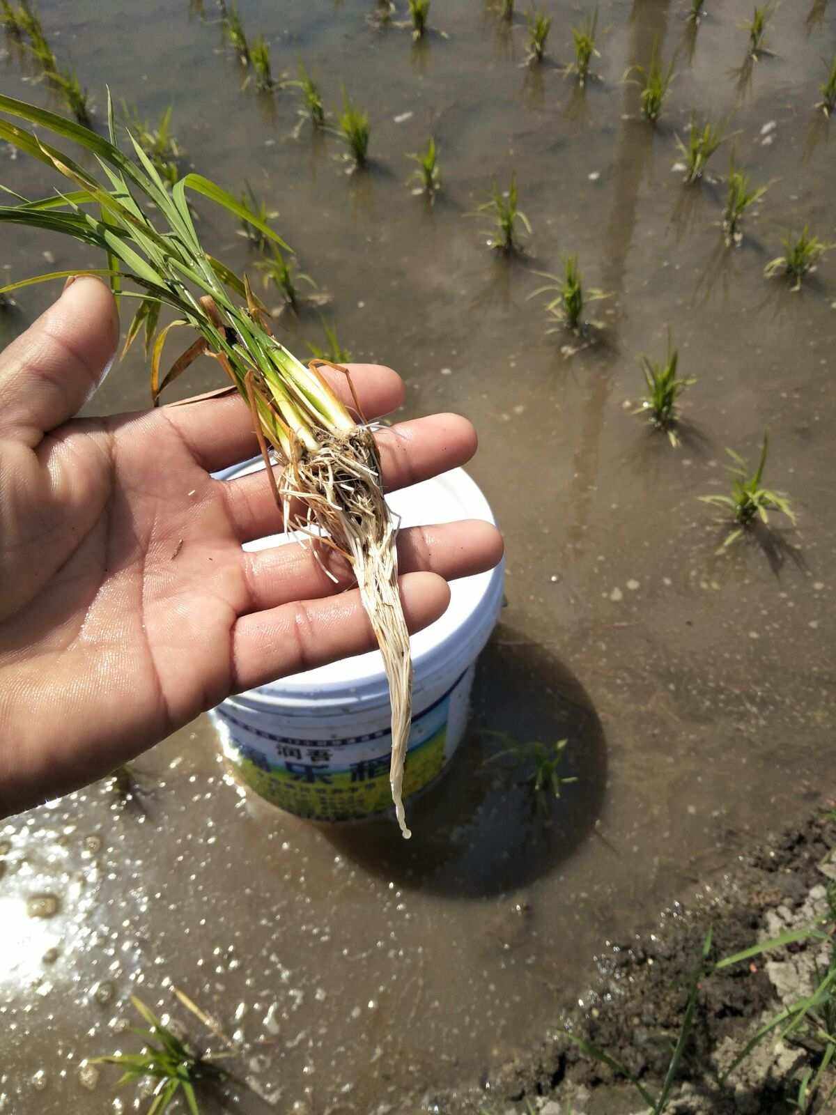 水稻品质下降(水稻产量不高原因)