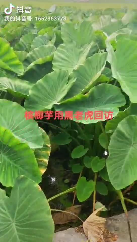 黑老虎复合肥价格(黑老虎化肥171717价格)