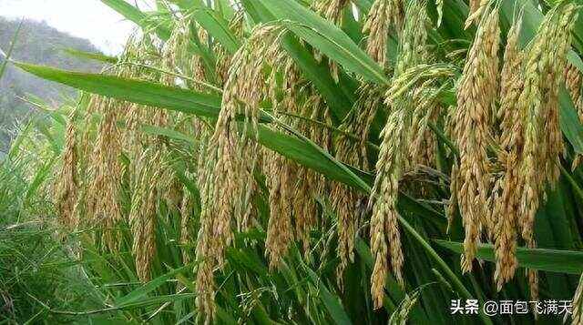 广东较耐旱水稻品种介绍(2021广东水稻主要种植地区)