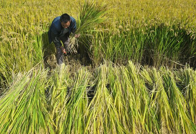 广东较耐旱水稻品种介绍(2021广东水稻主要种植地区)