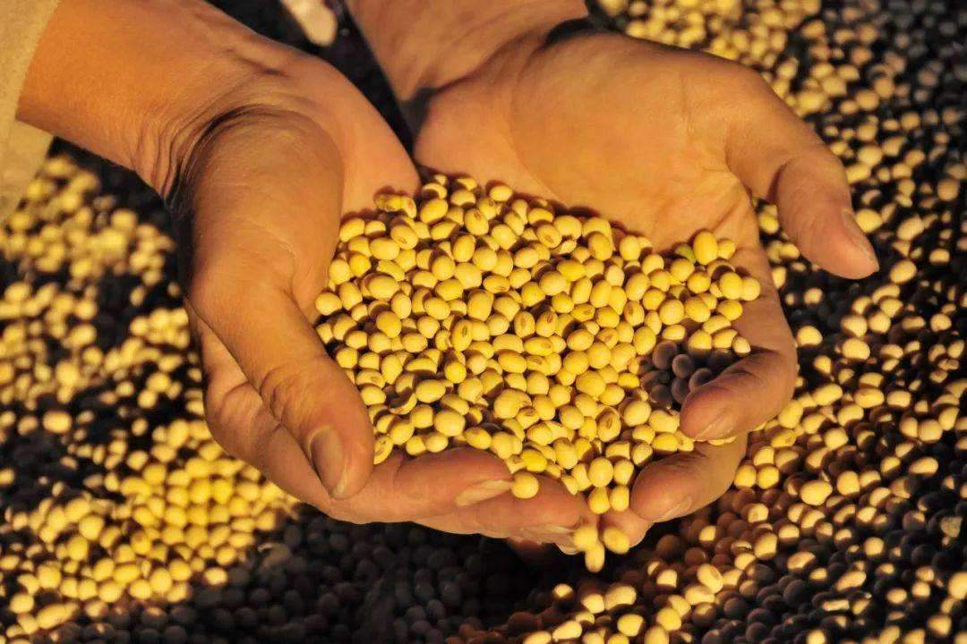 国有粮食企业整合的利与弊(国有粮食企业混合所有制改革模式)